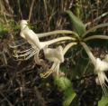 Lonicera periclymenum