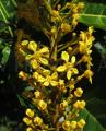 Lophanthera lactescens