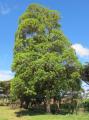 Lophostemon confertus
