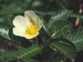 Ludwigia adscendens