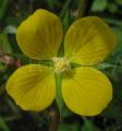 Ludwigia decurrens