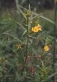 Ludwigia hyssopifolia