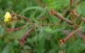 Ludwigia octovalvis