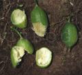 Luffa aegyptiaca
