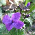 Lunaria annua