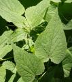 Lunaria rediviva