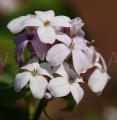 Lunaria rediviva