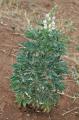 Lupinus albus
