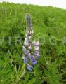 Lupinus nootkatensis