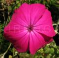 Lychnis coronaria