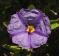 Lycianthes rantonnetii