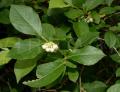Lyonia ligustrina