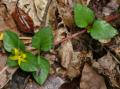 Lysimachia engleri