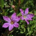 Lythrum junceum