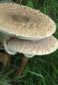 Macrolepiota procera
