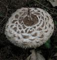Macrolepiota rhacodes