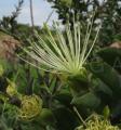 Maerua edulis