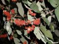 Mallotus philippensis