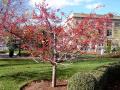 Malus sieboldii
