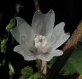 Malva neglecta
