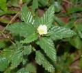 Malvastrum coromandelianum