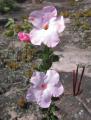Mandevilla bahiensis