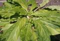 Mandragora officinarum