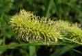 Mariscus cylindrystachyus