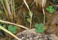 Marsilea crenata