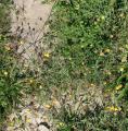 Matricaria aurea