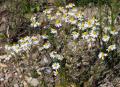 Matricaria chamomilla