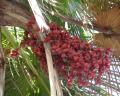 Mauritia flexuosa