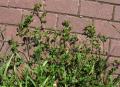 Medicago arabica