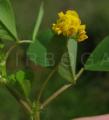 Medicago rigidula