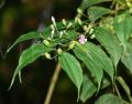 Medinilla septentrionalis