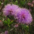 Melaleuca nesophila