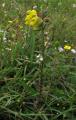 Melampyrum pratense