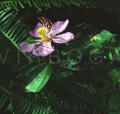 Melastoma malabathricum