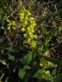 Melilotus indicus