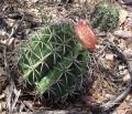 Melocactus zehntneri