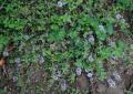 Mentha pulegium