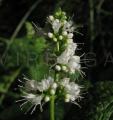 Mentha suaveolens