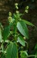 Mercurialis annua