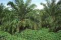 Merremia vitifolia
