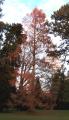 Metasequoia glyptostroboides