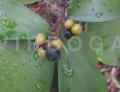 Miconia holosericea