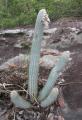Micranthocereus purpureus