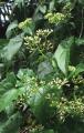 Mikania micrantha