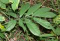 Millettia pachycarpa