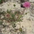 Mimosa misera